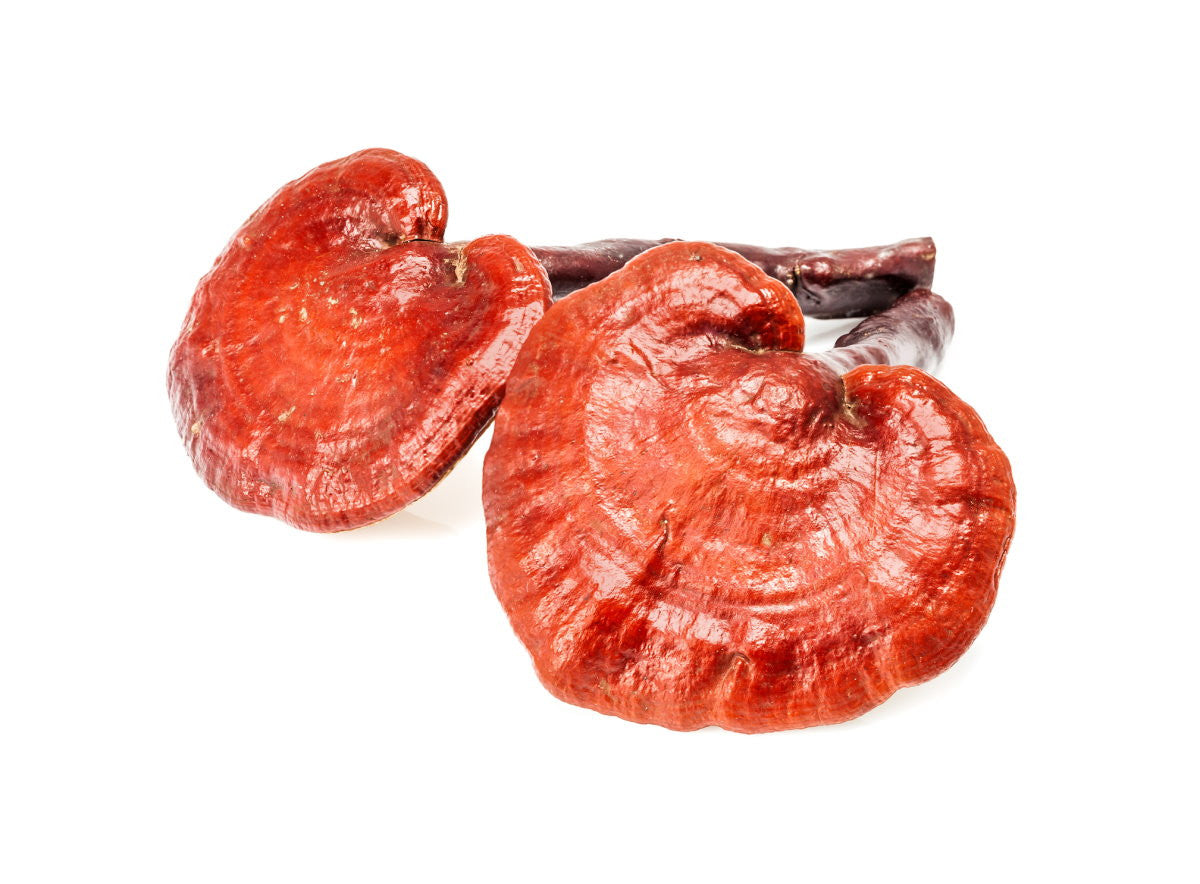Reishi & Hawaiian Cinnamon Cacao Tea