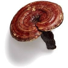 Reishi & Hawaiian Cinnamon Cacao Tea